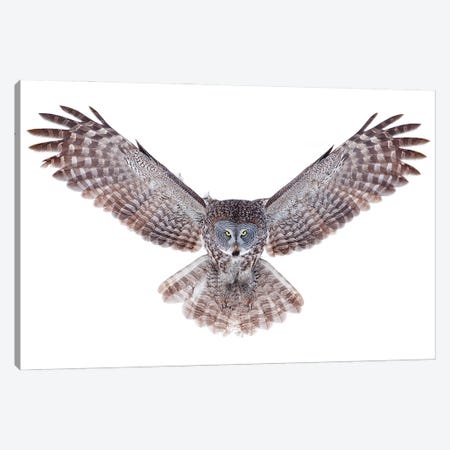Power - Great Grey Owl Canvas Print #JCU6} by Jim Cumming Canvas Art Print
