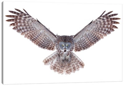 Power - Great Grey Owl Canvas Art Print