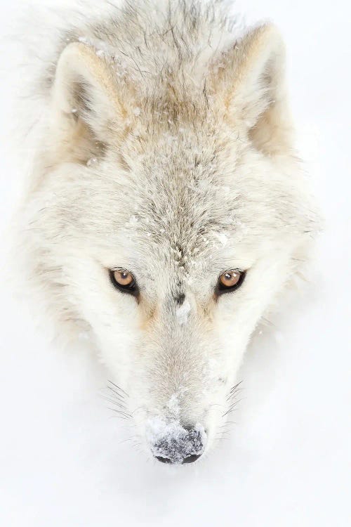 Arctic Wolf Closeup