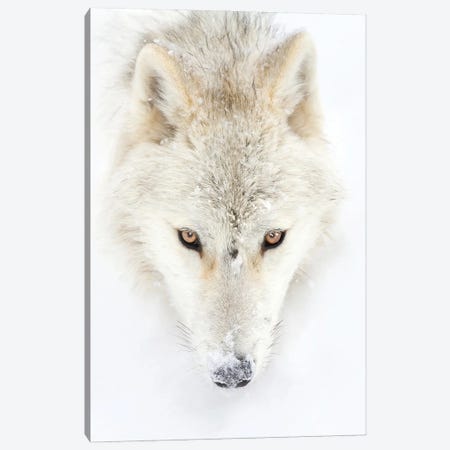 Arctic Wolf Closeup Canvas Print #JCU8} by Jim Cumming Canvas Art