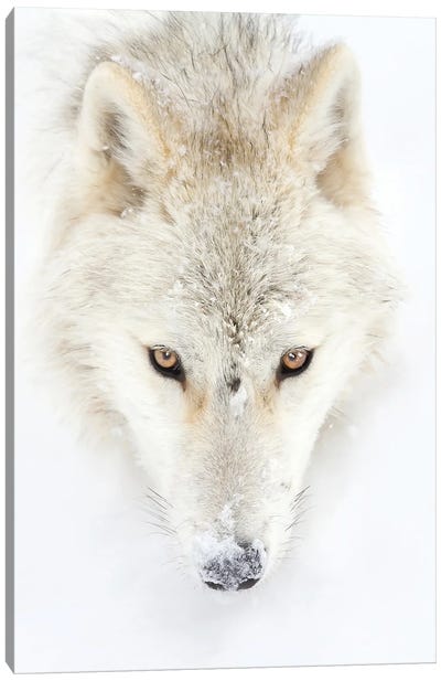 Arctic Wolf Closeup Canvas Art Print