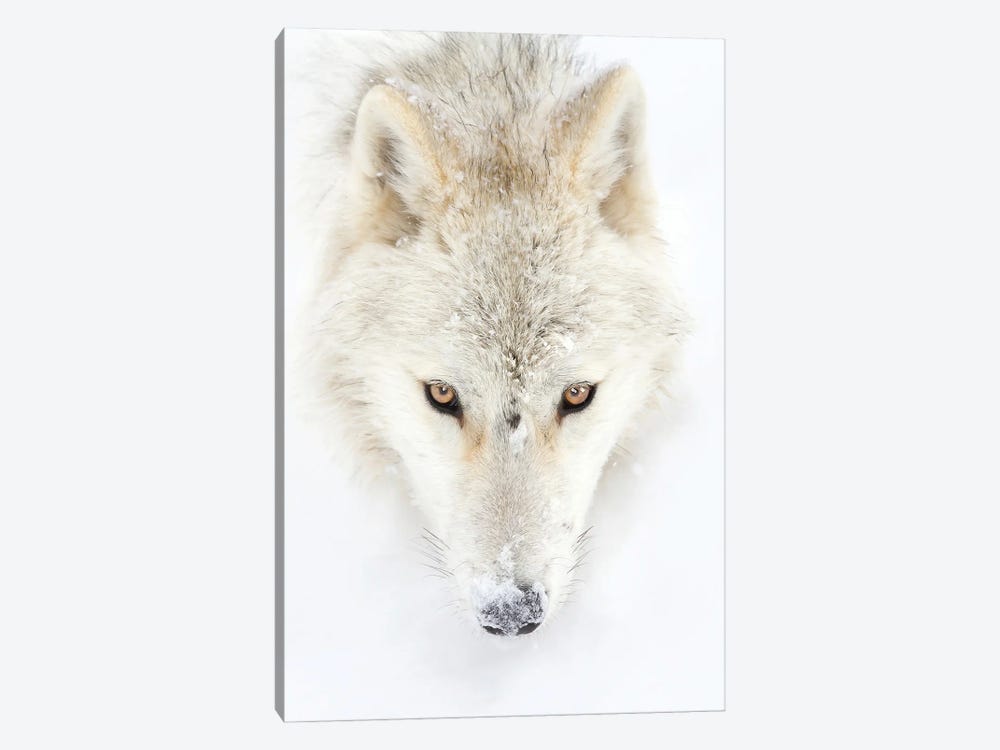 Arctic Wolf Closeup by Jim Cumming 1-piece Canvas Art Print