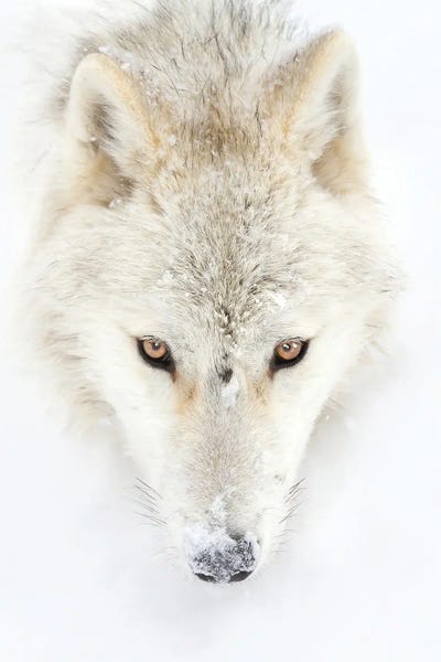 Jim Cumming: Arctic Wolf Closeup by Jim Cumming
