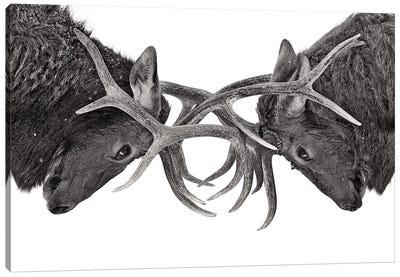 Eye To Eye - Elk Fight Canvas Art Print