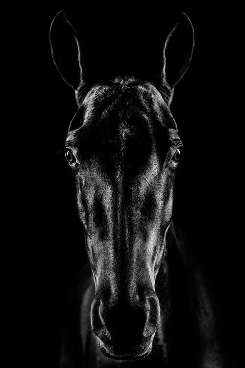 The Horse In Noir
