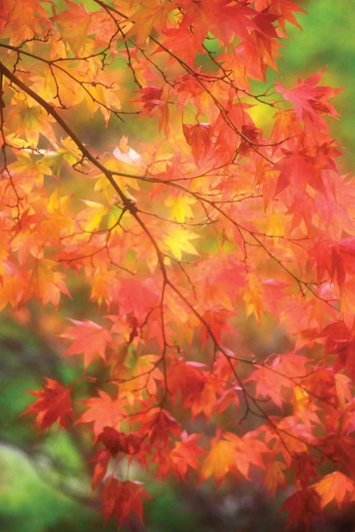 Maple Leaves In Autumn