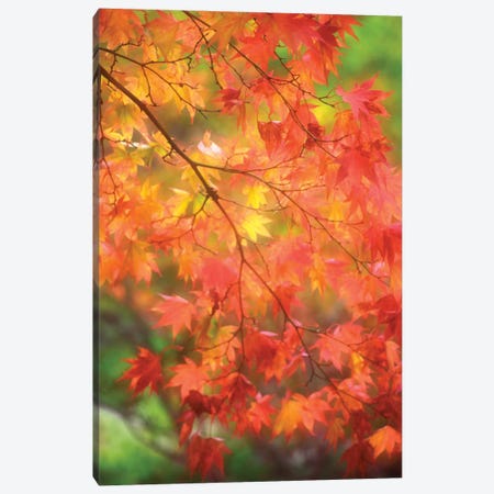 Maple Leaves In Autumn Canvas Print #JDA1} by Janell Davidson Canvas Artwork