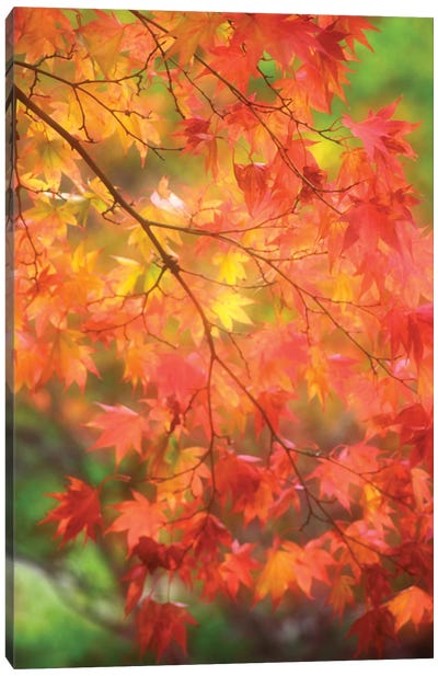 Maple Leaves In Autumn Canvas Art Print - Maple Trees