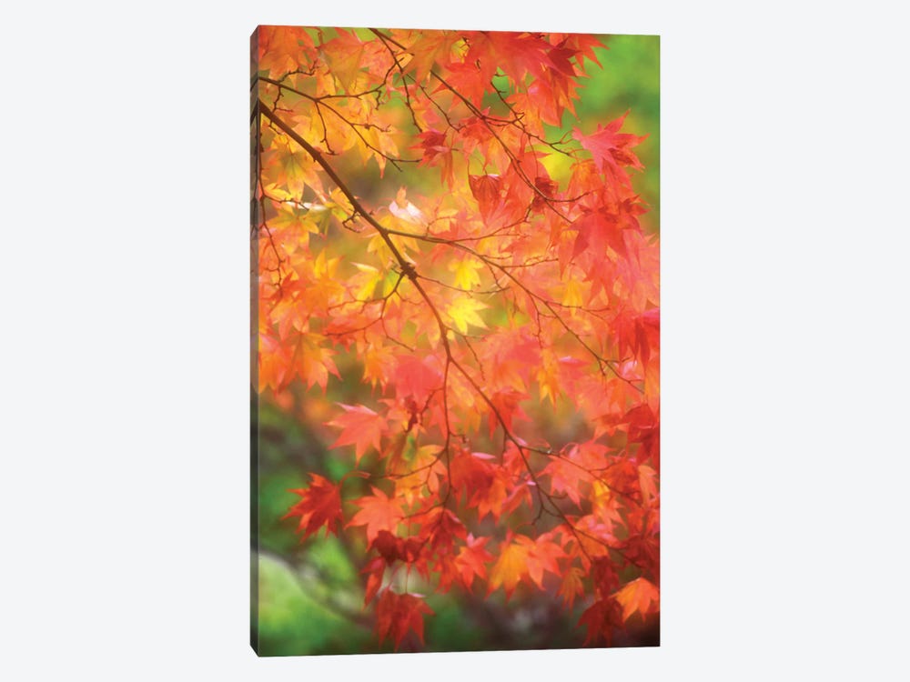 Maple Leaves In Autumn by Janell Davidson 1-piece Canvas Print