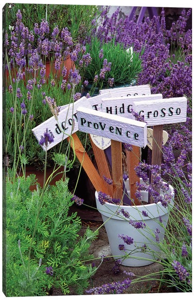 Lavender Variety Stakes In A Pot Canvas Art Print - Pantone Ultra Violet 2018