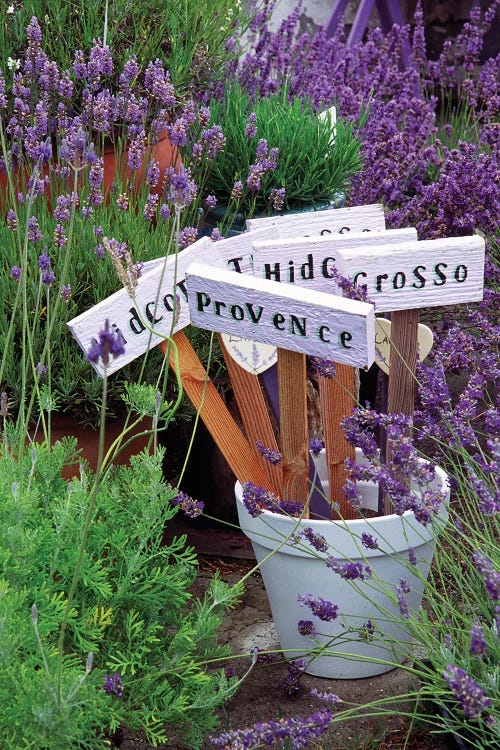 Lavender Variety Stakes In A Pot