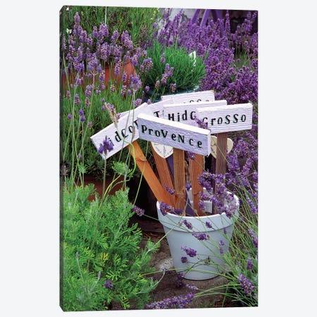 Lavender Variety Stakes In A Pot Canvas Print #JDA2} by Janell Davidson Canvas Wall Art