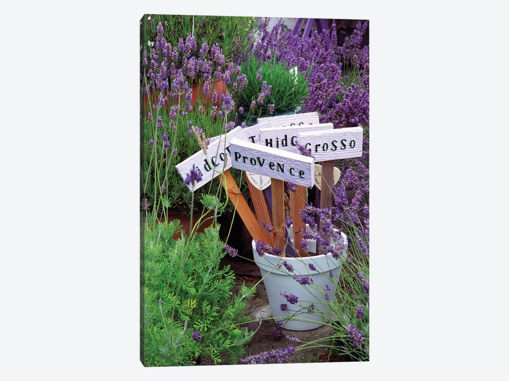Lavender Variety Stakes In A Pot by Janell Davidson 1-piece Canvas Art