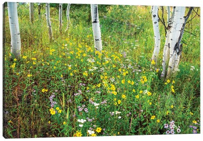 USA, Colorado. Colorful Summer Meadow Of Wildflowers And Aspens. Canvas Art Print - Celery