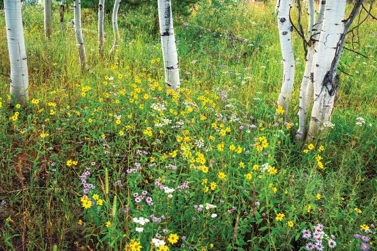 USA, Colorado. Colorful Summer Meadow Of Wildflowers And Aspens.