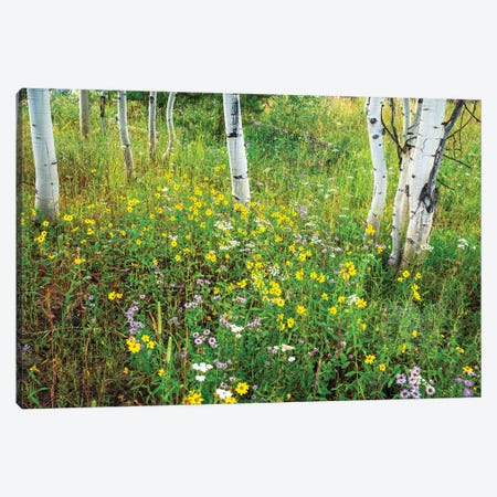 USA, Colorado. Colorful Summer Meadow Of Wildflowers And Aspens. Canvas Print #JDA5} by Janell Davidson Art Print
