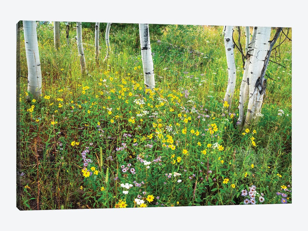 USA, Colorado. Colorful Summer Meadow Of Wildflowers And Aspens. by Janell Davidson 1-piece Art Print
