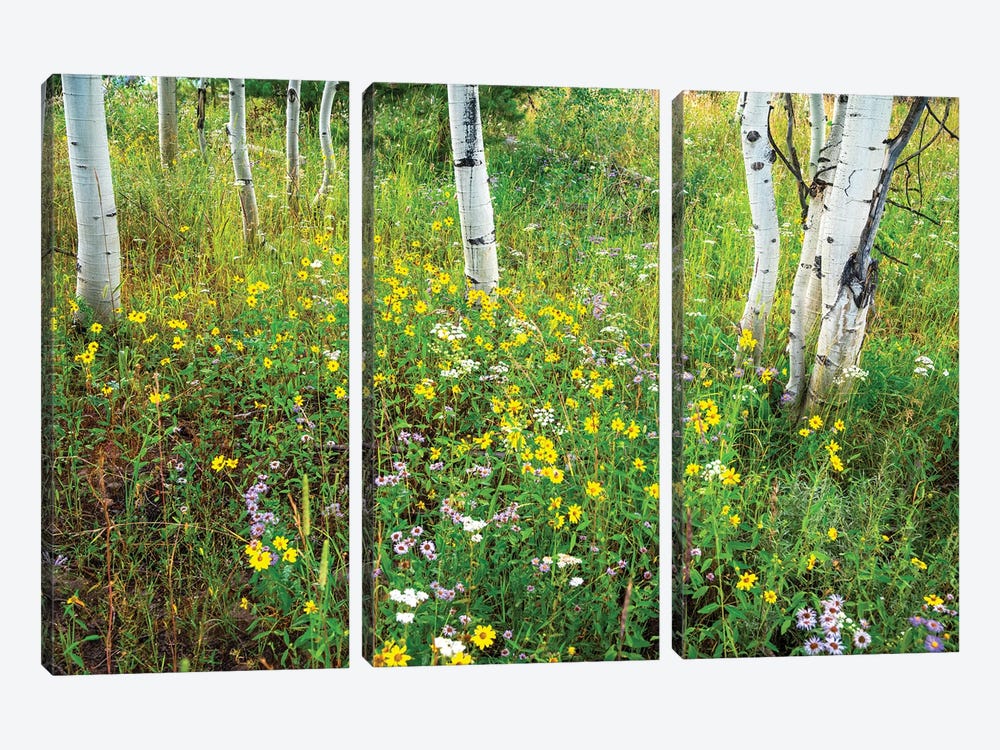 USA, Colorado. Colorful Summer Meadow Of Wildflowers And Aspens. by Janell Davidson 3-piece Canvas Print
