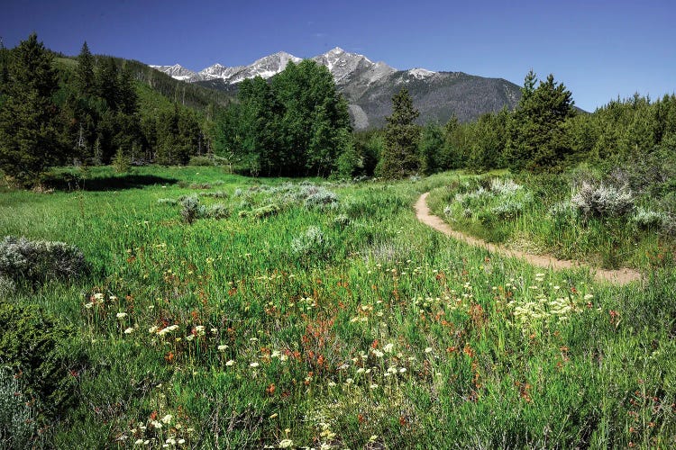 USA, Colorado. Trail Through Wildflower Meadow And Mountain Peaks In White River National Forest.