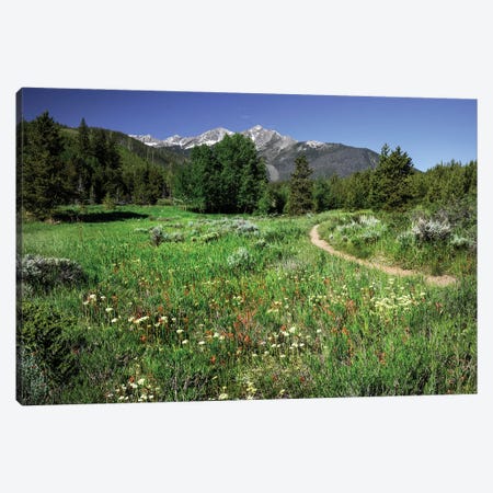 USA, Colorado. Trail Through Wildflower Meadow And Mountain Peaks In White River National Forest. Canvas Print #JDA6} by Janell Davidson Canvas Art Print