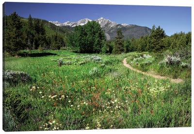 USA, Colorado. Trail Through Wildflower Meadow And Mountain Peaks In White River National Forest. Canvas Art Print
