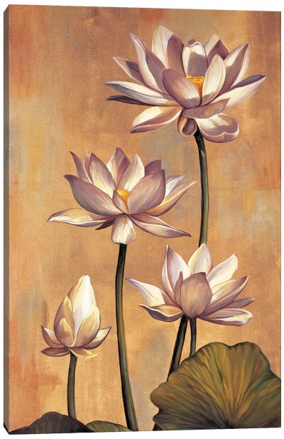 White Lotus Canvas Art Print - Zen Garden