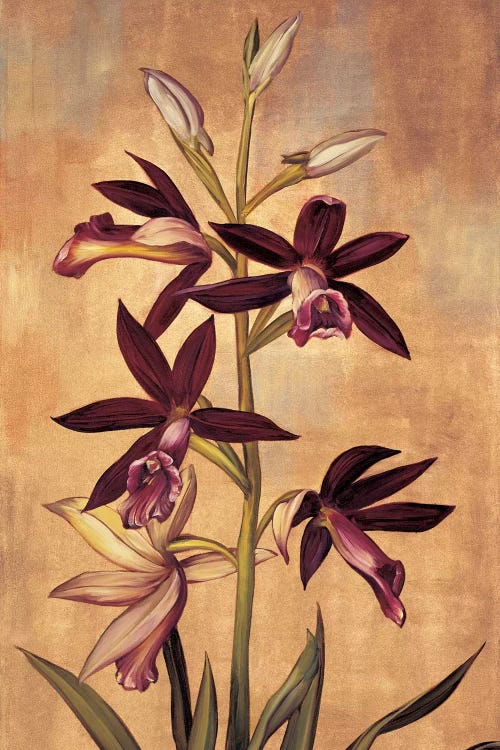 Burgundy Orchid