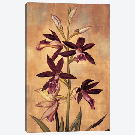 Burgundy Orchid Canvas Print #JDE6} by Jill Deveraux Canvas Art Print