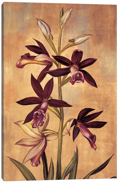 Burgundy Orchid Canvas Art Print - Orchid Art