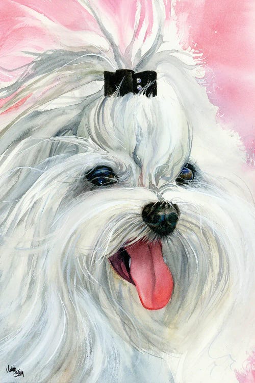 Lovely Lexi - Maltese