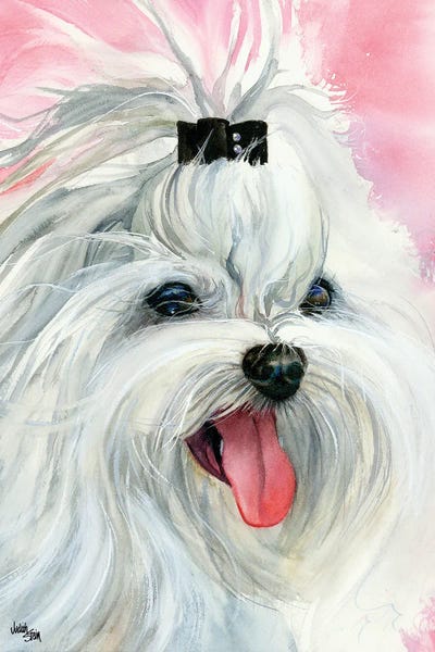 Maltese: Lovely Lexi - Maltese by Judith Stein