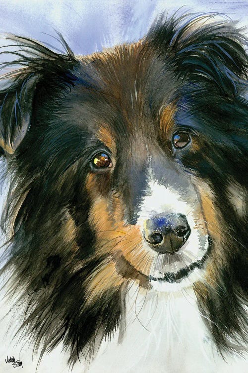 Lucy in the Sky - Shetland Sheepdog