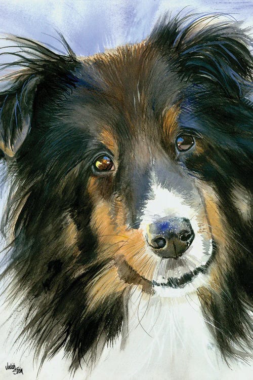 Lucy in the Sky - Shetland Sheepdog by Judith Stein wall art