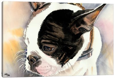 Made in American - Boston Terrier Puppy Canvas Art Print - Judith Stein