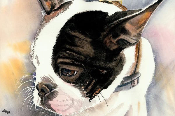 Terriers: Made in American - Boston Terrier Puppy by Judith Stein