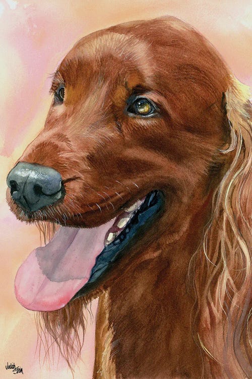 Madra Rua - Irish Red Setter