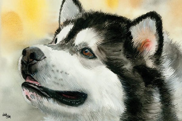 Other Breeds: Mal - Alaskan Malamute by Judith Stein