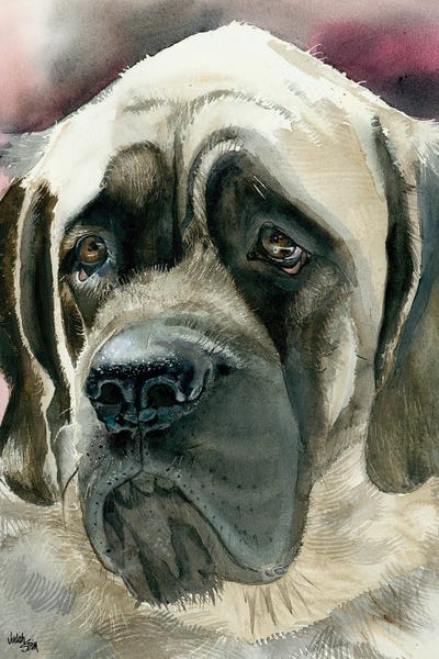 Masty - English Mastiff