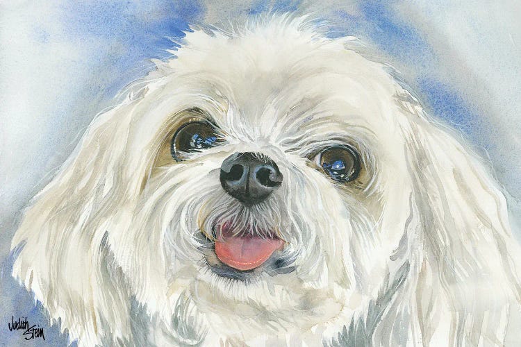 Matisse - Maltese  by Judith Stein wall art