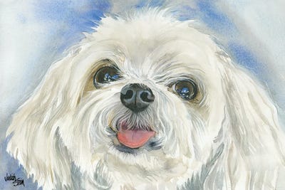 Maltese