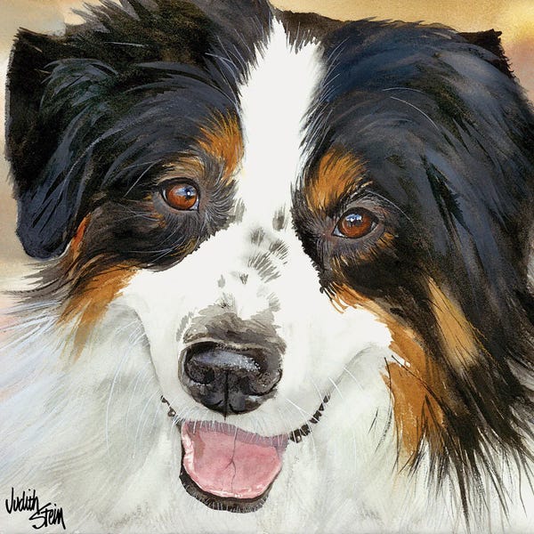 Australian Shepherds: Awesome Aussie by Judith Stein