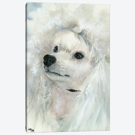 Pampered Pooch - Miniature White Poodle Canvas Print #JDI114} by Judith Stein Canvas Artwork