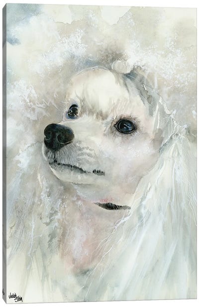 Pampered Pooch - Miniature White Poodle Canvas Art Print - Poodle Art