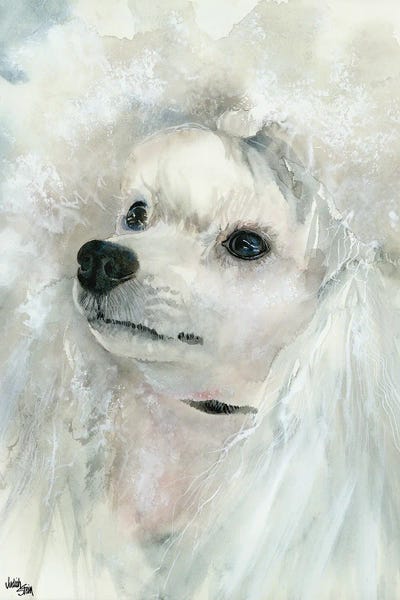 Poodles: Pampered Pooch - Miniature White Poodle by Judith Stein