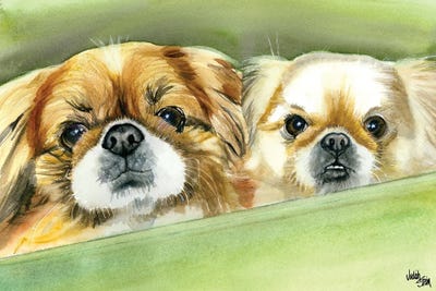 Pekingese