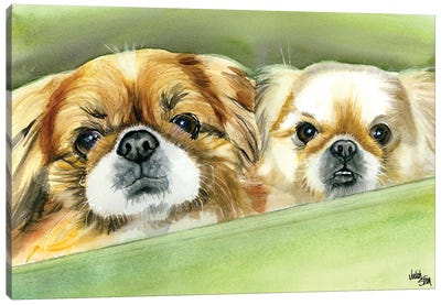 Peke Pups Canvas Art Print - Judith Stein