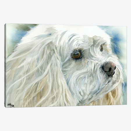 Perfect Pet - Cavachon Dog Canvas Print #JDI117} by Judith Stein Canvas Artwork