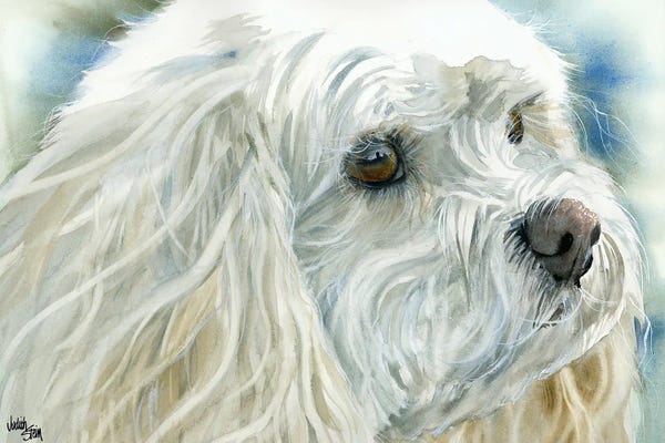 Bichon Frises