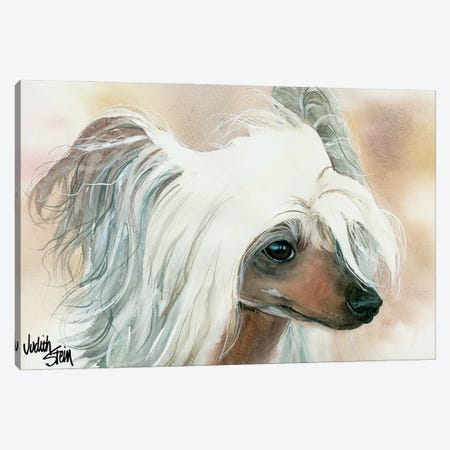 Bad Hair Day - Chinese Crested Canvas Print #JDI11} by Judith Stein Canvas Print