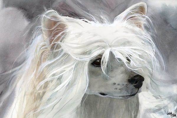 Chinese Crested